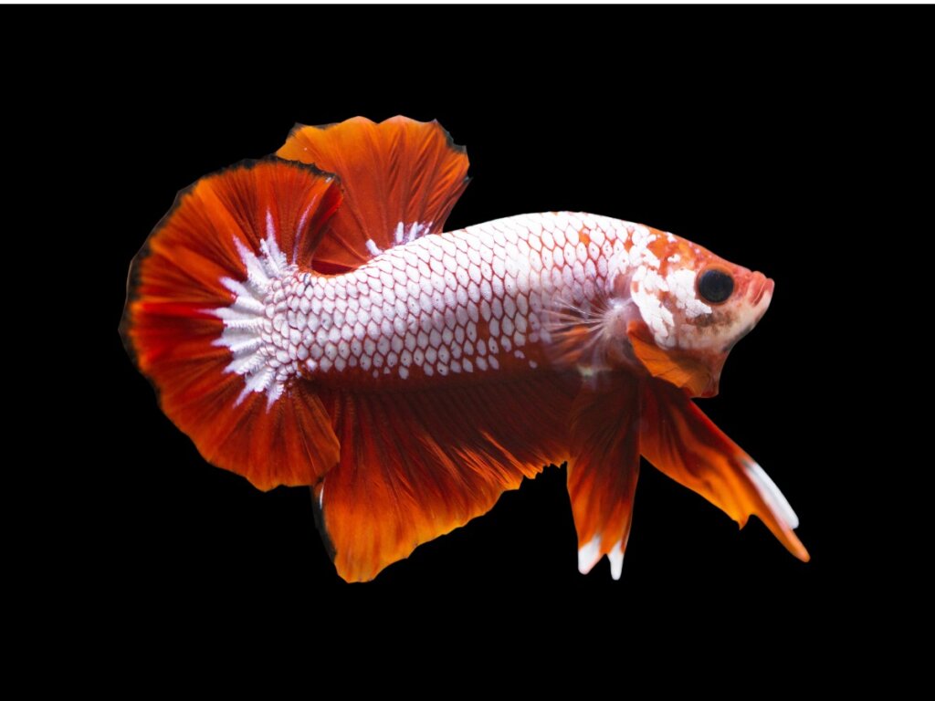 Dragonscale Betta Fish: Habitat, Characteristics and Care