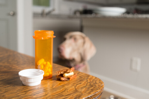 The 7 Side Effects of Cortisone in Dogs