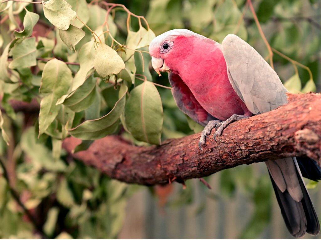 Pink and Grey Cockatoo: Habitat and Characteristics