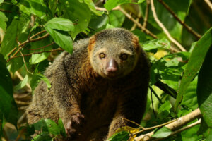 Why Can't All Animals Be Tamed?