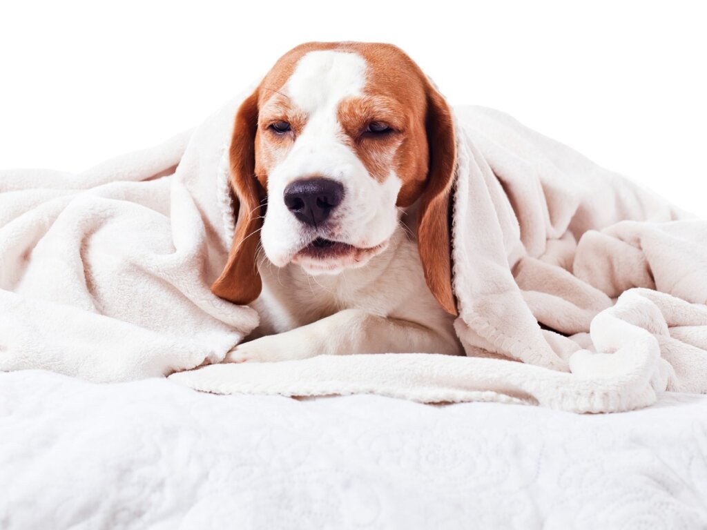 Pharyngitis in Dogs: Everything You Need to Know