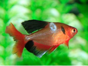 Fungi in Fish: Types, Symptoms and Treatments