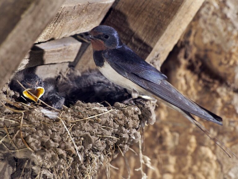 How to Feed a Swallow