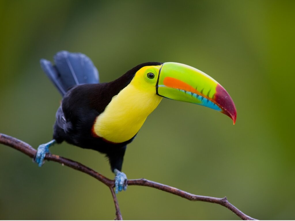 11 Toucan Species to Amaze You!
