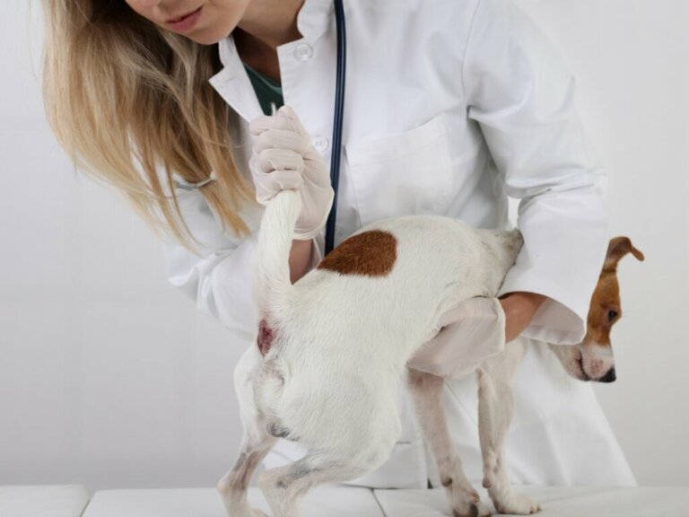 Perianal Tumors in Dogs: Symptoms and Treatment