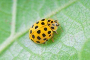 12 Types of Ladybugs