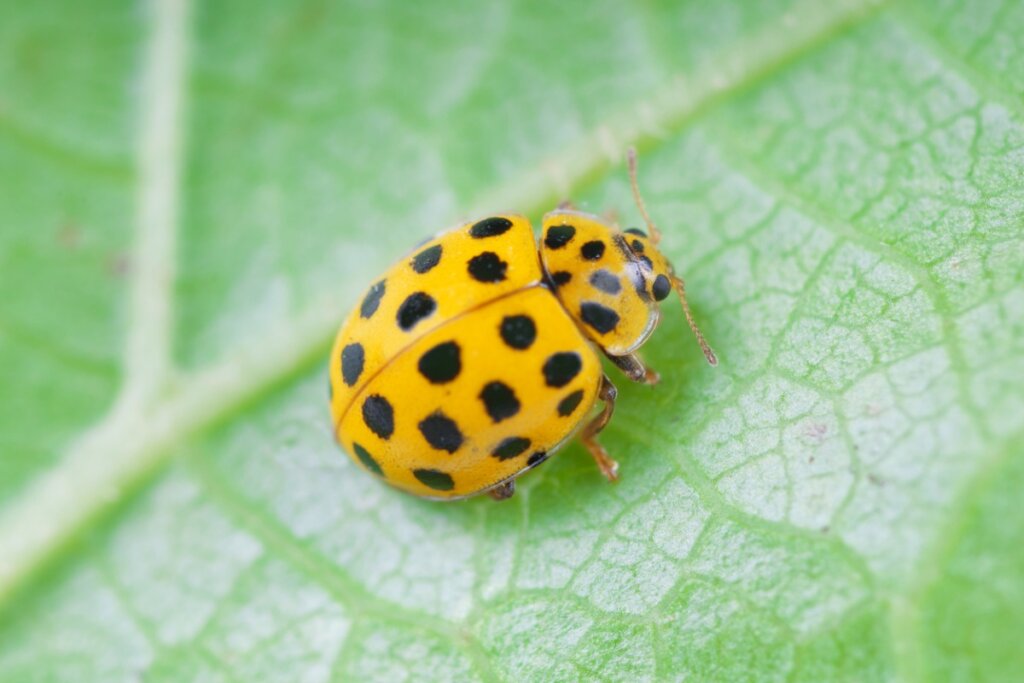 12 Types of Ladybugs