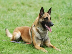 Belgian Malinois: Care and Feeding