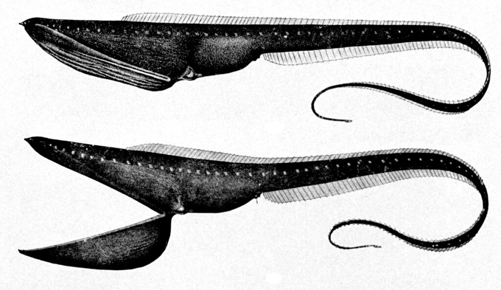 Pelican Eel: Habitat and Characteristics