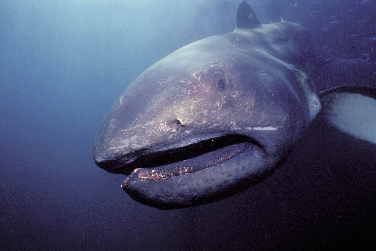 The Megamouth Shark: Habitat and Characteristics