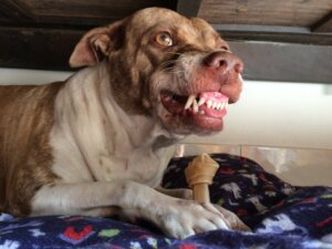 Aggressive Dog After Giving Birth: Causes and Solutions