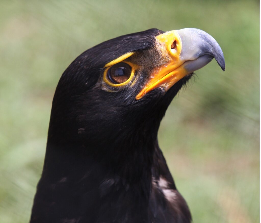 Black Eagle: Habitat and Characteristics