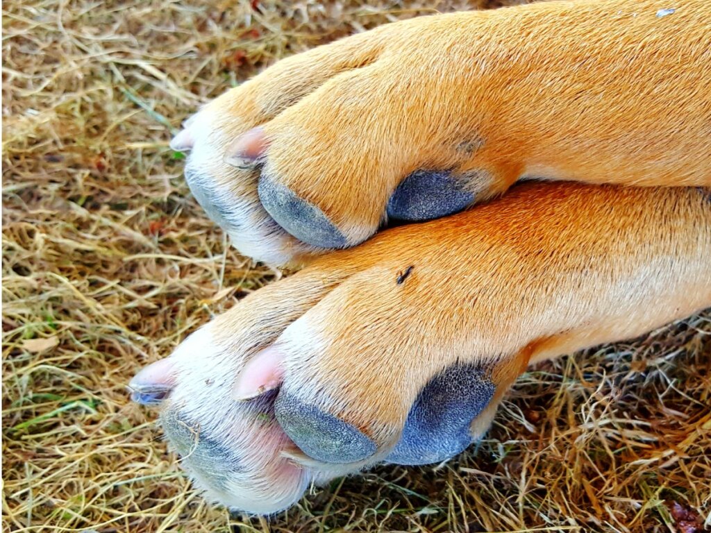 Ant Bites in Dogs