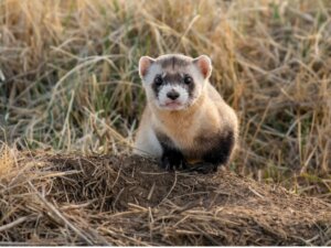 Black-Footed Ferret: Habitat and Characteristics