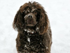 Boykin Spaniel: Everything About this Breed