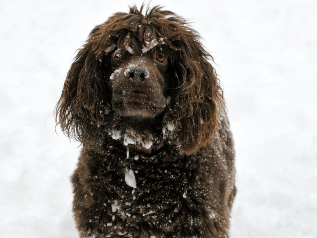 Boykin Spaniel Everything About This Breed Boykin Spaniel Everything About This Breed