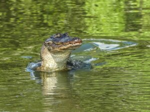 The Differences Between Caimans and Crocodiles