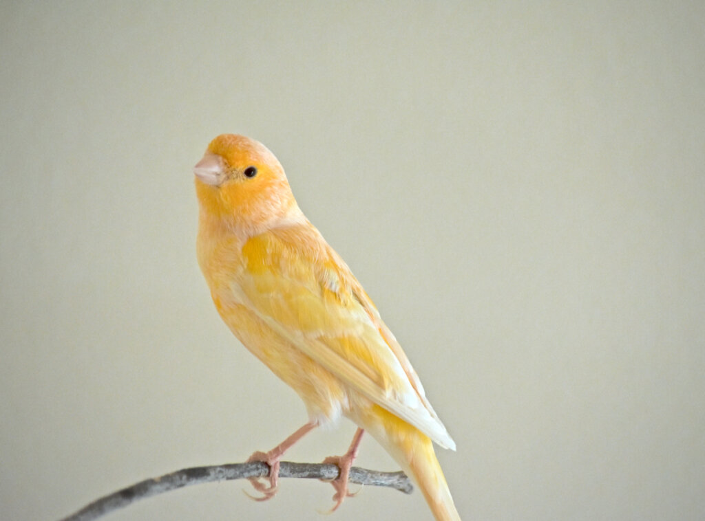 My Canary's Feathers Fall Out: Why?