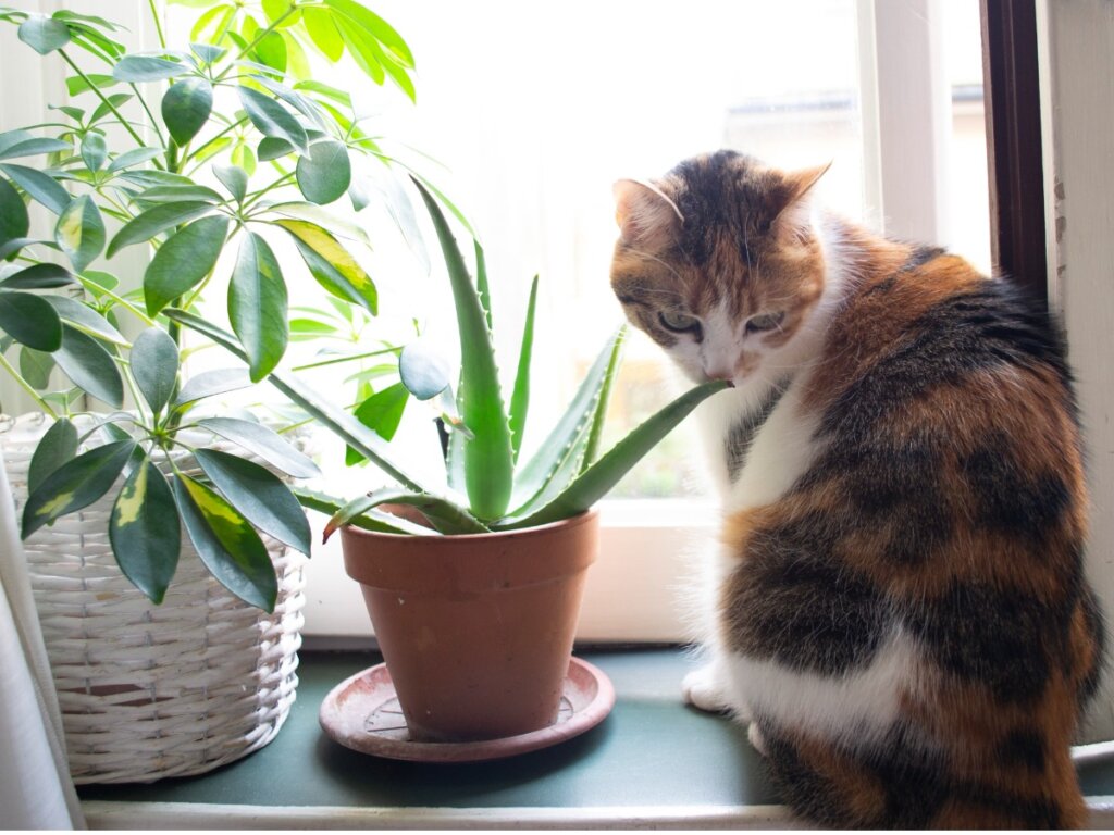 Aloe Vera for Cats: Uses and Benefits