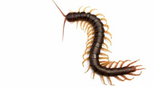 Centipede Bites in Dogs: What Should You Do?