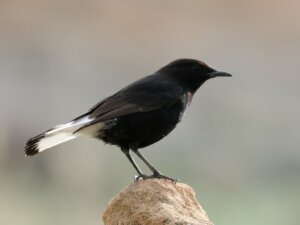 Black Wheatear: Habitat and Characteristics