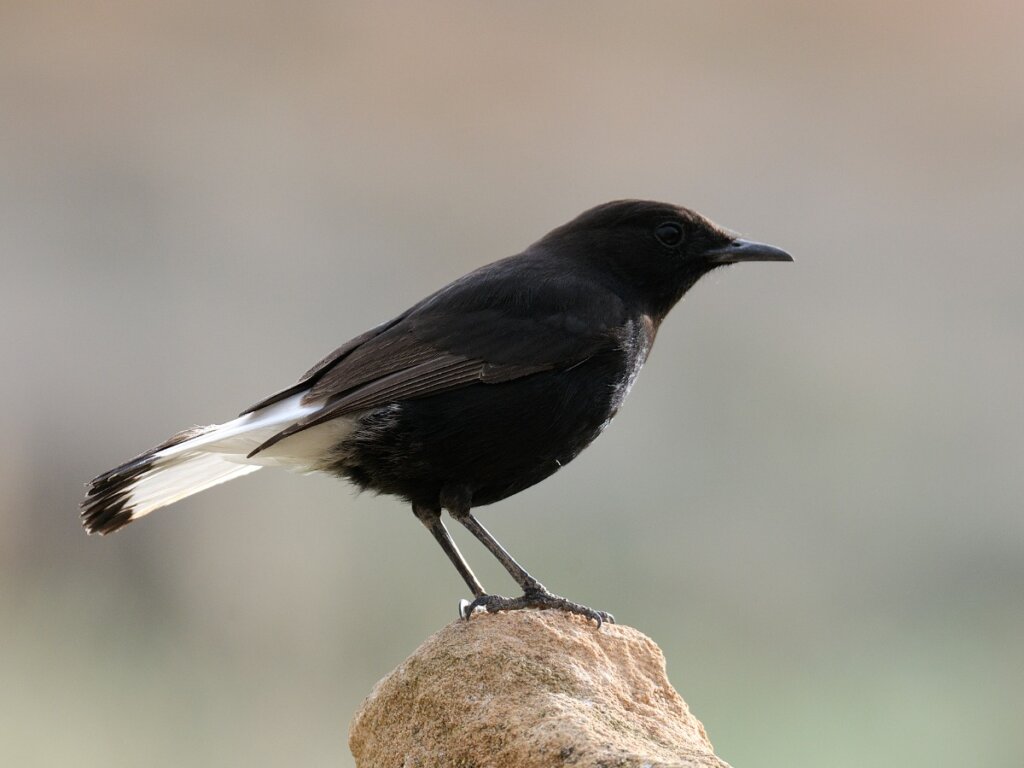 Black Wheatear: Ενδιαίτημα και Χαρακτηριστικά