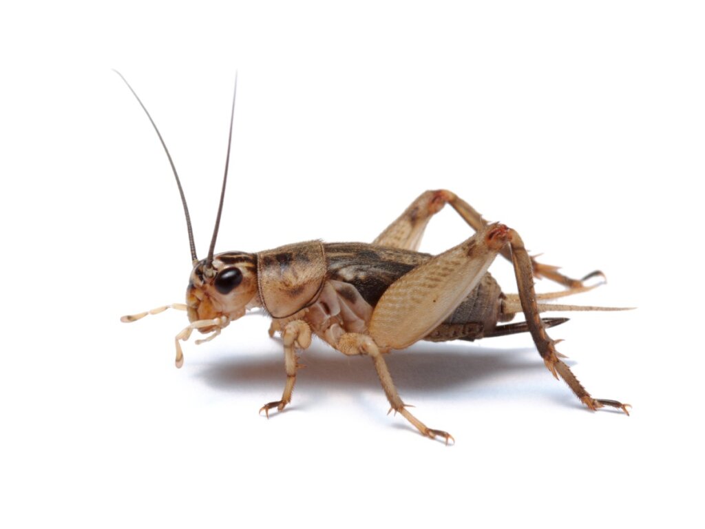 10 Curiosities About Crickets