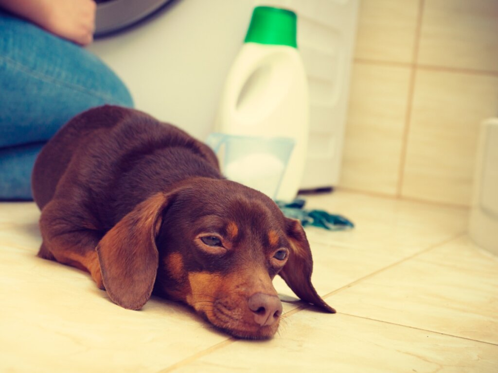 My Dog Has Drunk Bleach: What Should I Do?