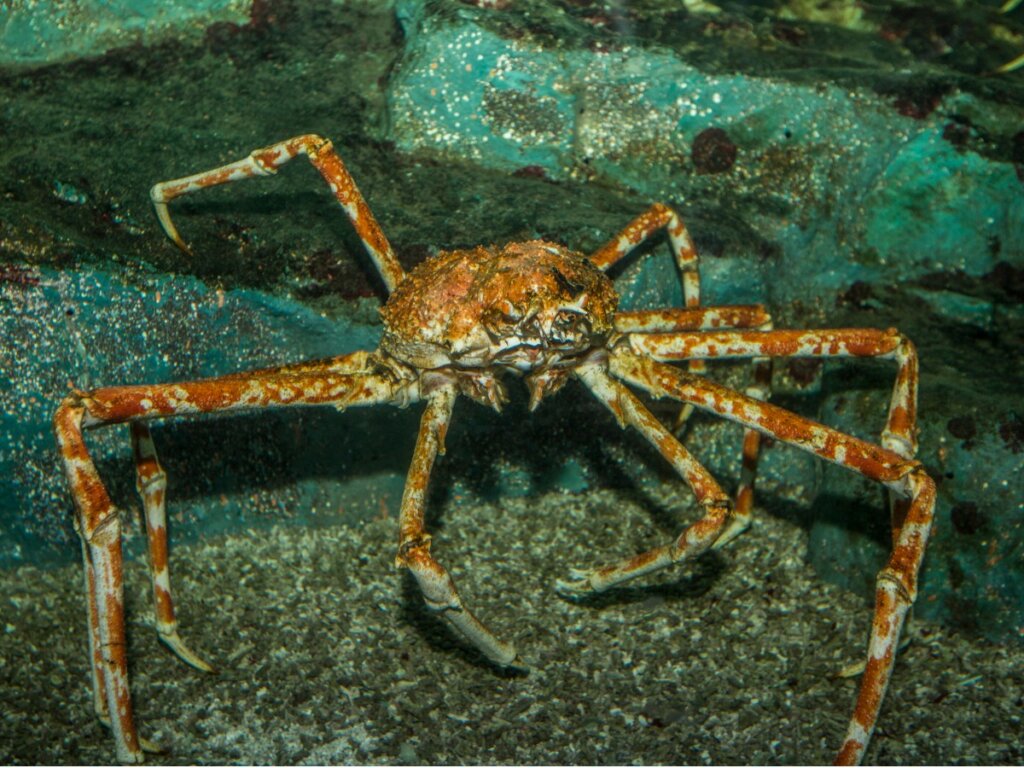 Bering Sea Crabs: Types and Fishing