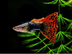 12 Fish for Beginners