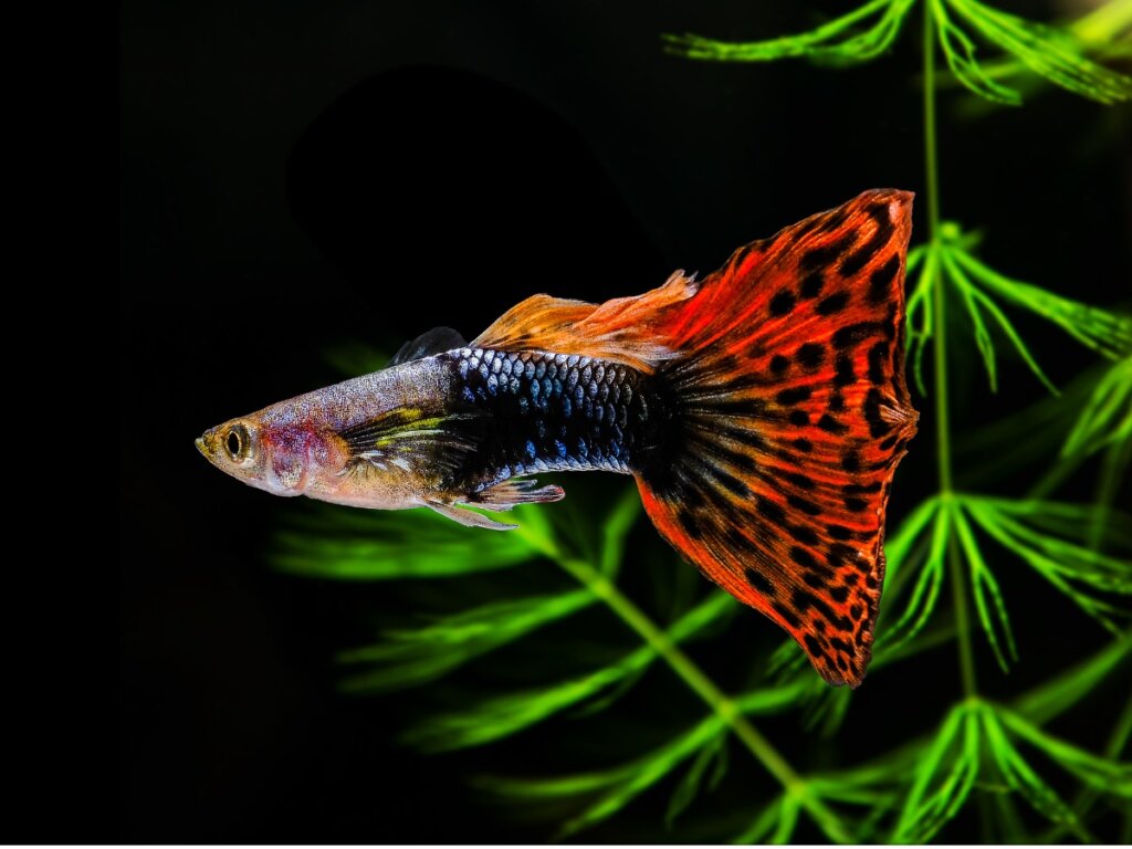 12 Fish for Beginners