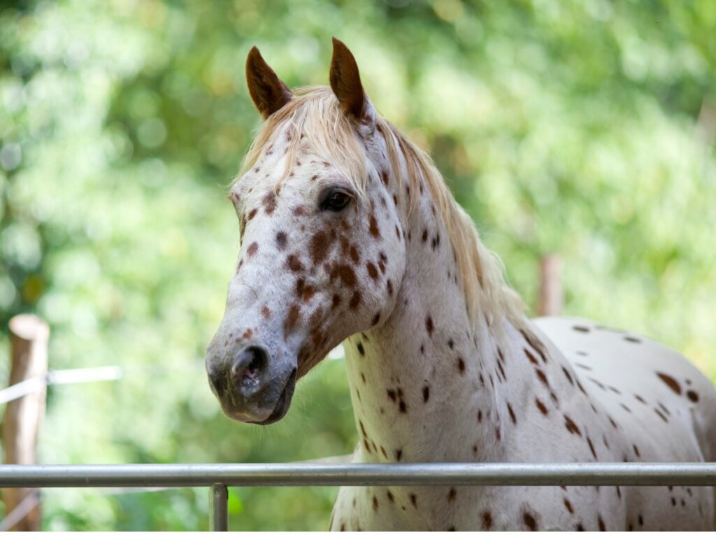 The Appaloosa Horse: Origin and Characteristics