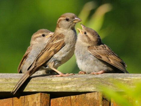 How to feed sparrows from home