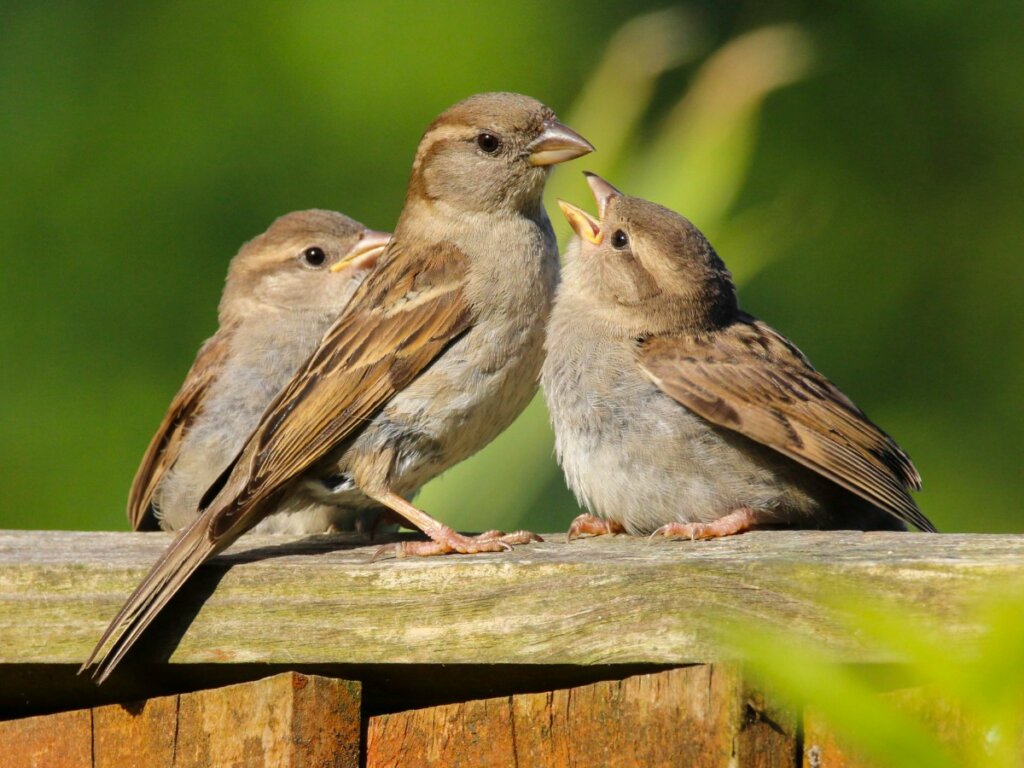 How to Feed Sparrows from Home