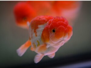 Lionhead Fish: Habitat, Characteristics and Care