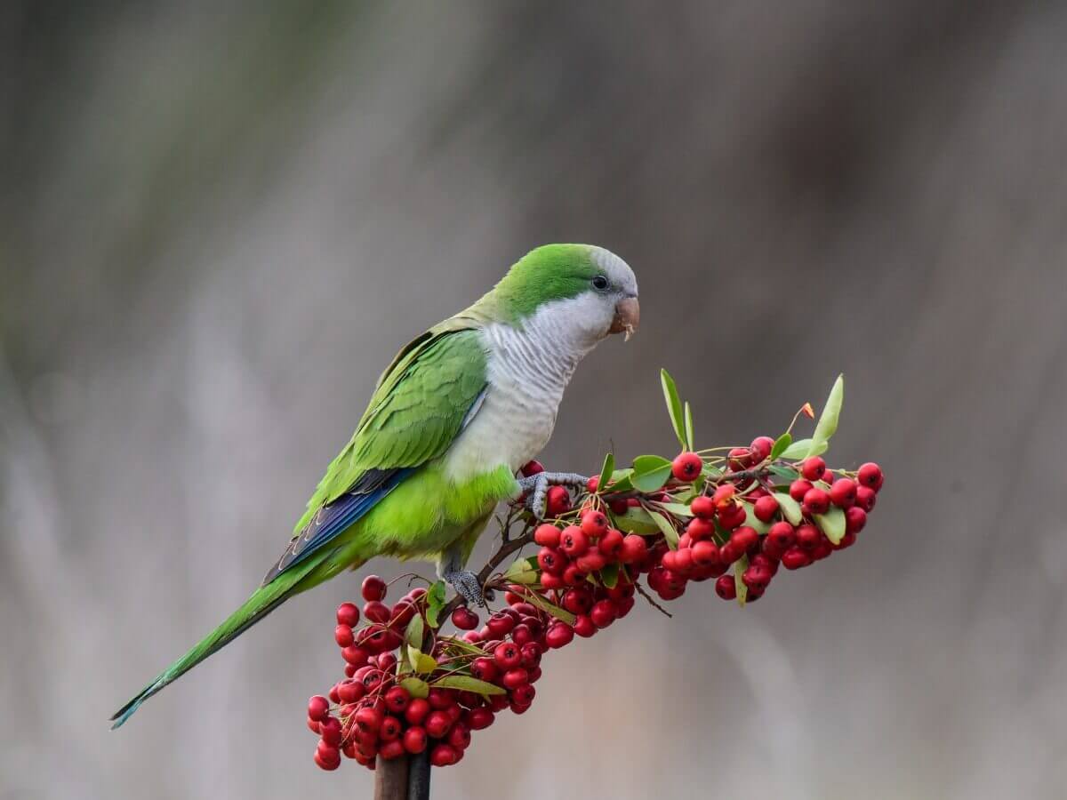 A monk parakeet eating berries.
