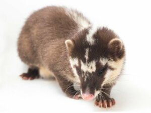 Chinese Ferret-Badger: Habitat and Characteristics