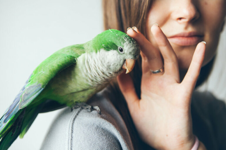 10 Aspects of Monk Parakeet Care