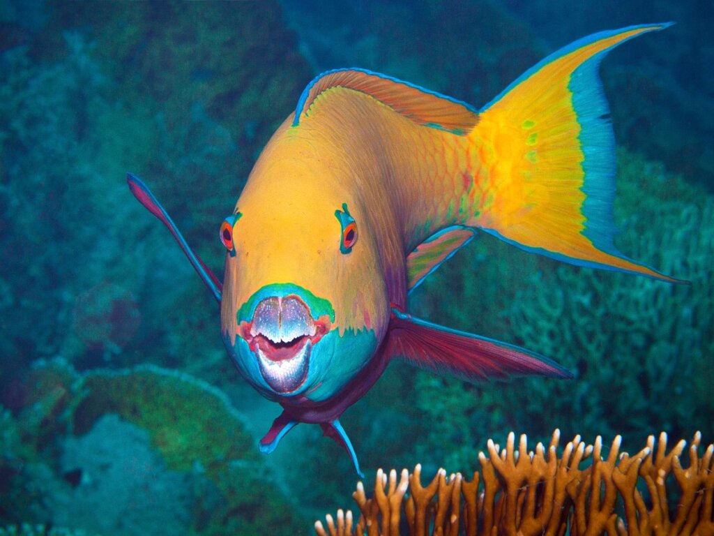 7 Curiosities of the Parrotfish