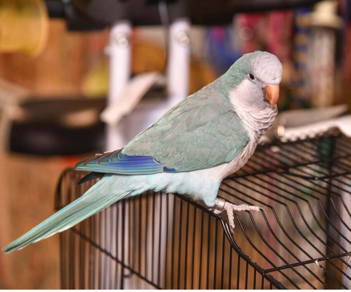 A pet monk parakeet.