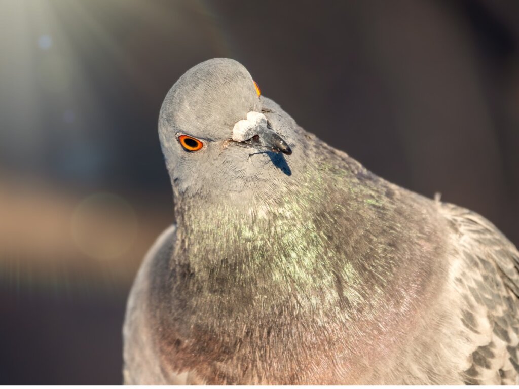 All About Pigeon Behavior