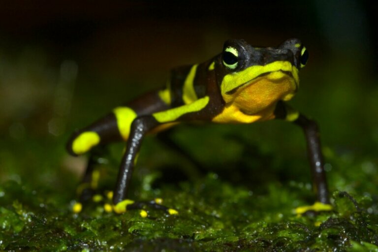 The Harlequin Frog: Habitat, Characteristics and Conservation