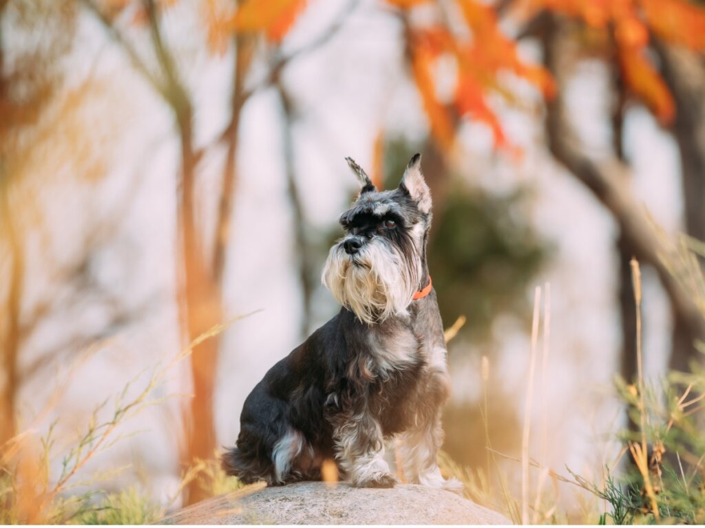 Συμβουλές για να προσέχετε τη μινιατούρα Schnauzer σας