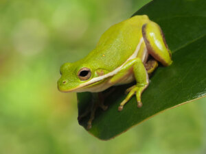 10 Curiosities About Frogs