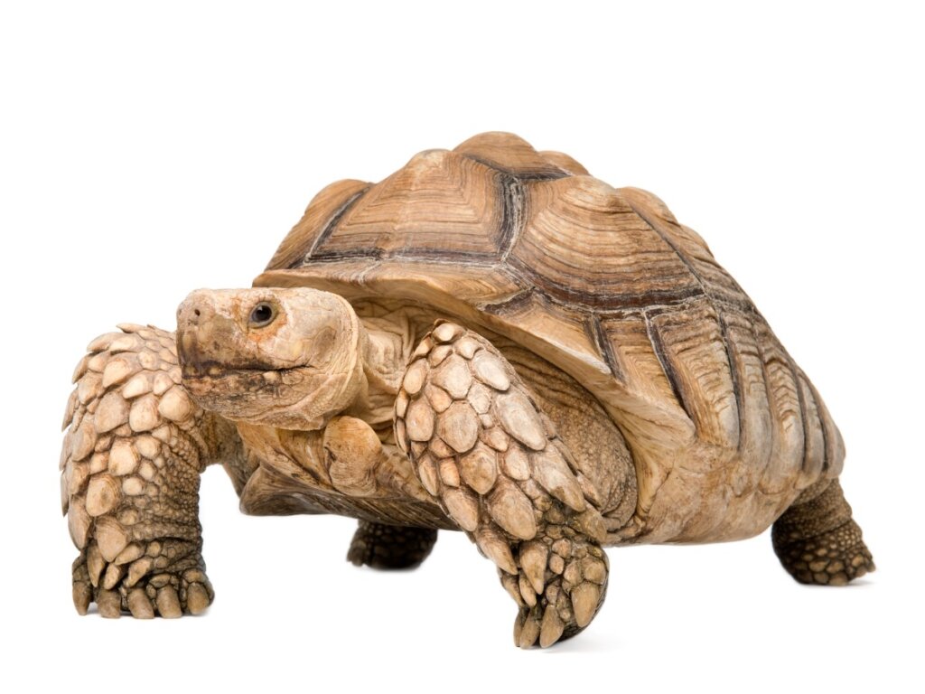 Sulcata Tortoise: Habitat and Characteristics