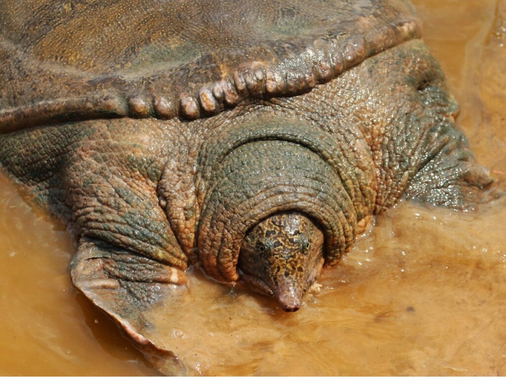 Yangtze Giant Softshell Turtle: Habitat, Characteristics and Conservation