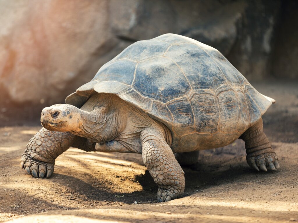 The Behavior of Turtles and Tortoises