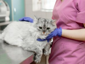 Pleural Effusion in Cats: Causes, Diagnosis and Treatment