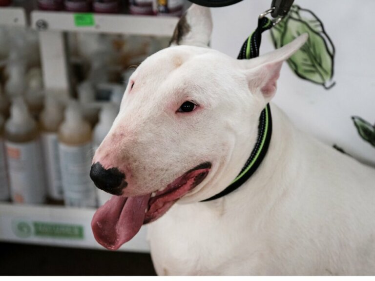 Caring for the English Bull Terrier