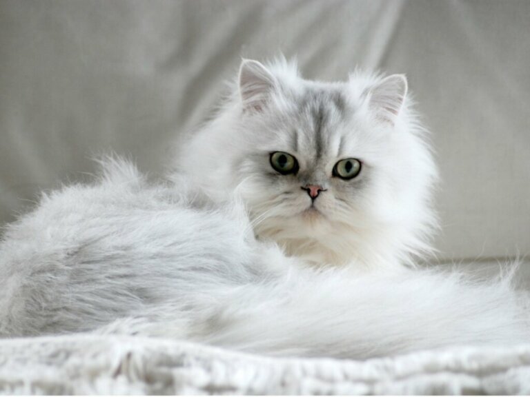 7 Types of Persian Cat